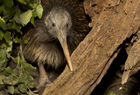 Kiwi North Island Brown ID 102068.jpg